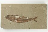 Cretaceous Fossil Fish (Organotegatum) - Hakel, Lebanon #200807-1